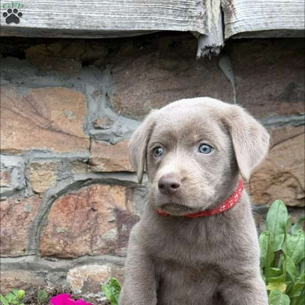 Jim, Silver Labrador Retriever Puppy
